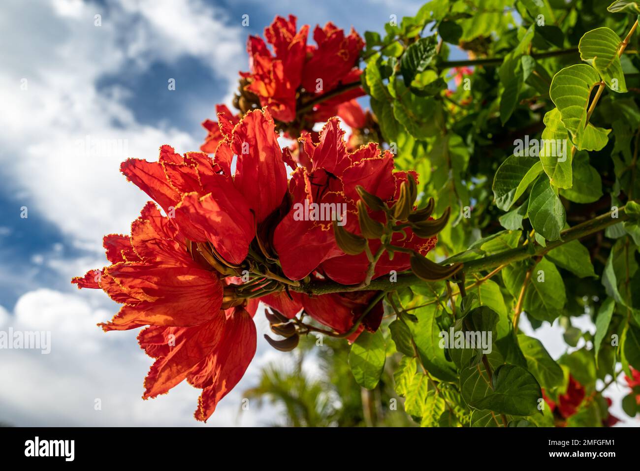 Fleur d'arbre de tulipe africaine. Pétales d'orange de près parmi les feuilles vertes sur le ciel bleu Banque D'Images