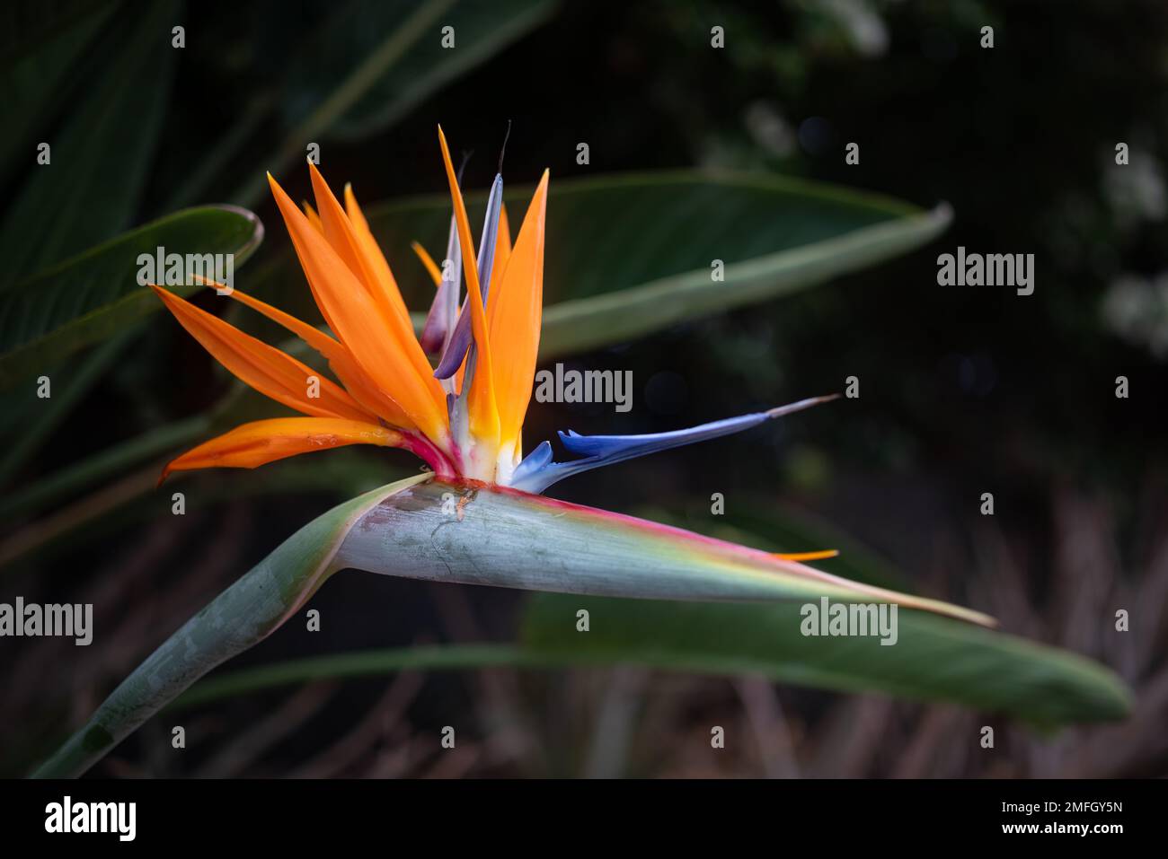 Fleur orange vif de Strelitzia gros plan sur un arrière-plan flou de feuilles sombres Banque D'Images