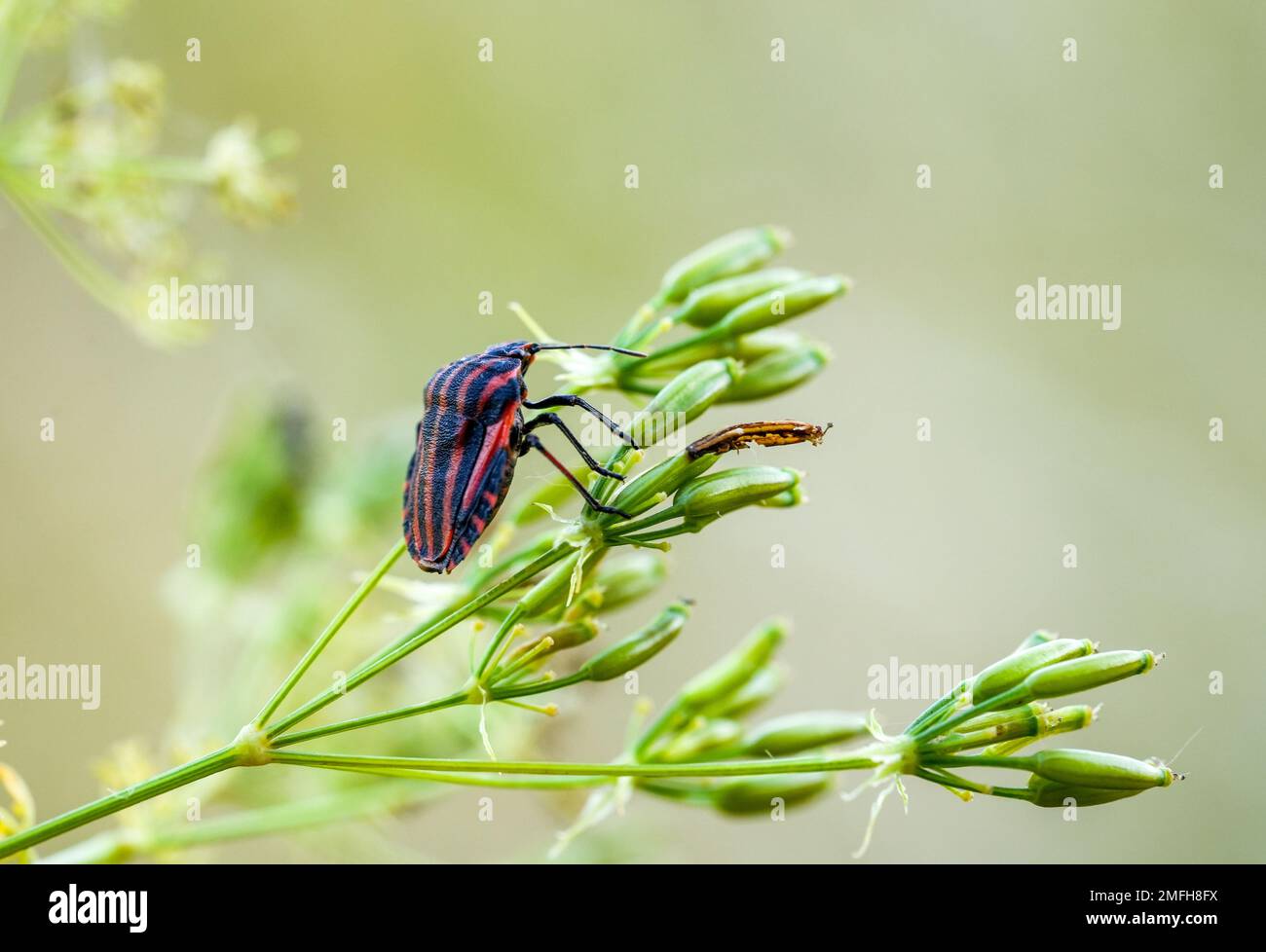 Gros plan de insecte rayé sur une plante dans un environnement naturel. Graphosoma italicum. Bug de Minsrel. Banque D'Images