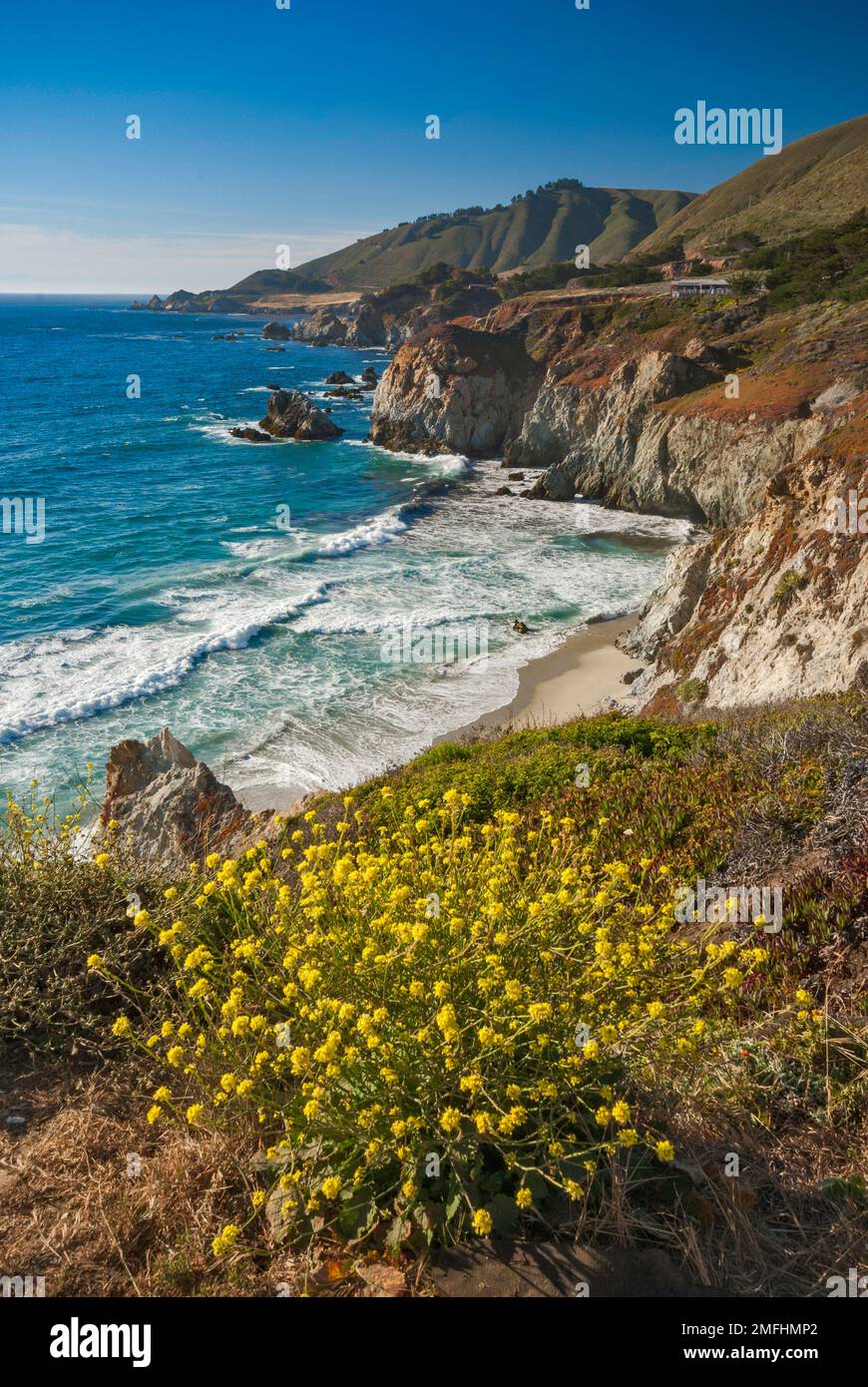 Falaises, fleurs de charlock, près de Rocky Creek Bridge sur Highway One, Big sur, Californie, États-Unis Banque D'Images