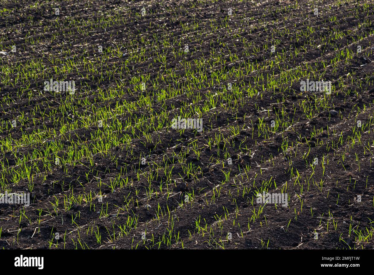 Avec le blé de printemps à pas serré en bon état. Banque D'Images