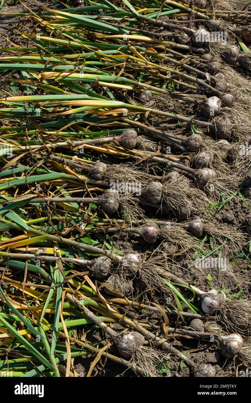 L'ail est séché sur un lit de jardin le jour de l'été. Banque D'Images