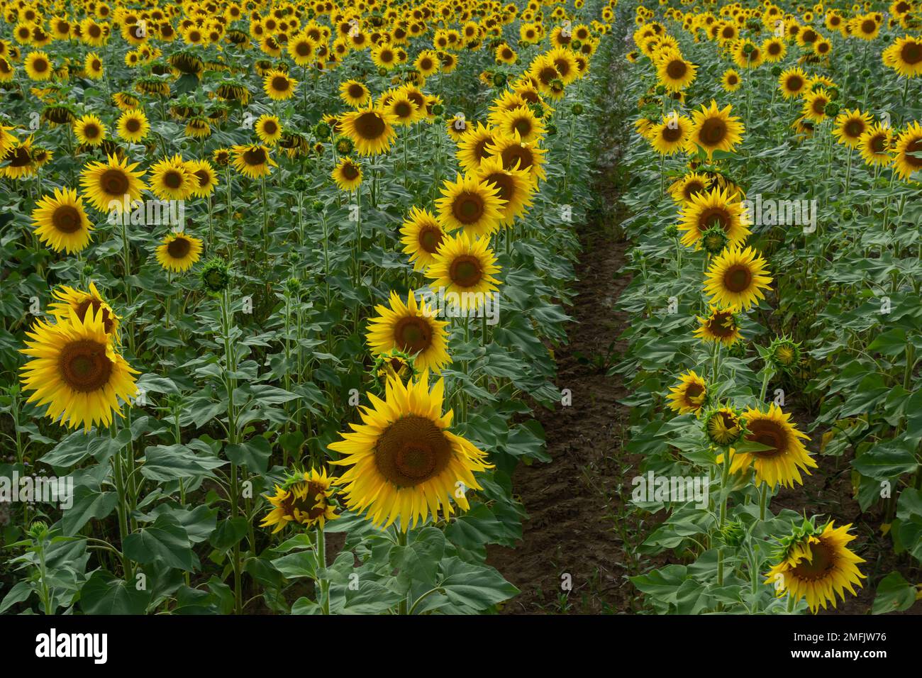 Champ de tournesol plus nuageux ciel bleu et un soleil éclatant s'allume. Banque D'Images