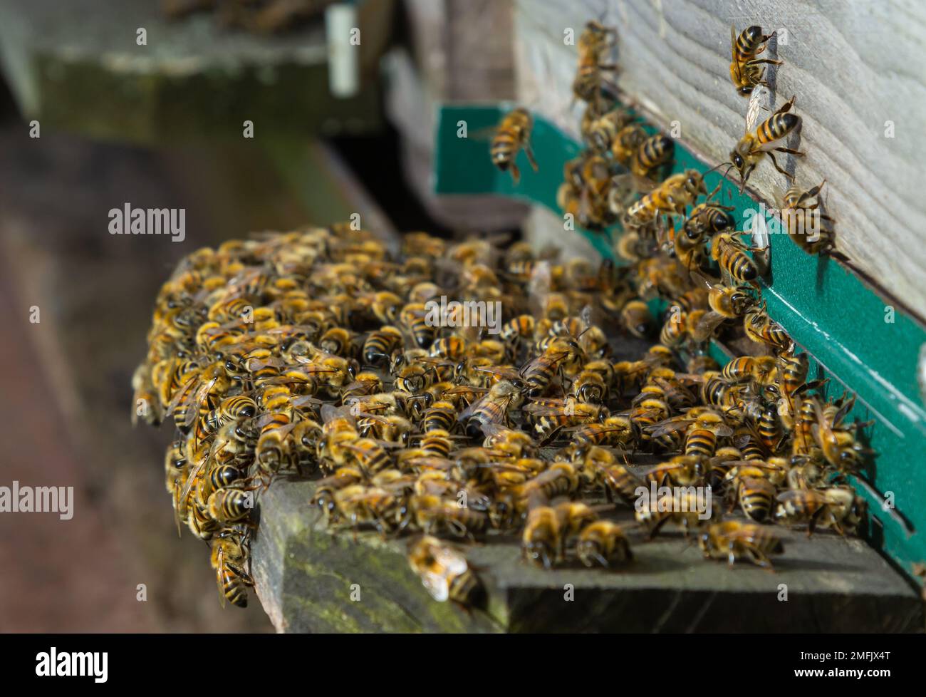 essaim d'abeilles volant autour de ruches. Les abeilles revenant de la collecte de miel volent de retour à la ruche. Abeilles domestiques, apiculture concept. Banque D'Images