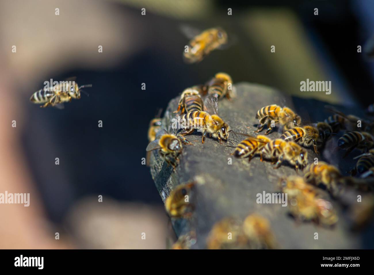 essaim d'abeilles volant autour de ruches. Les abeilles revenant de la collecte de miel volent de retour à la ruche. Abeilles domestiques, apiculture concept. Banque D'Images