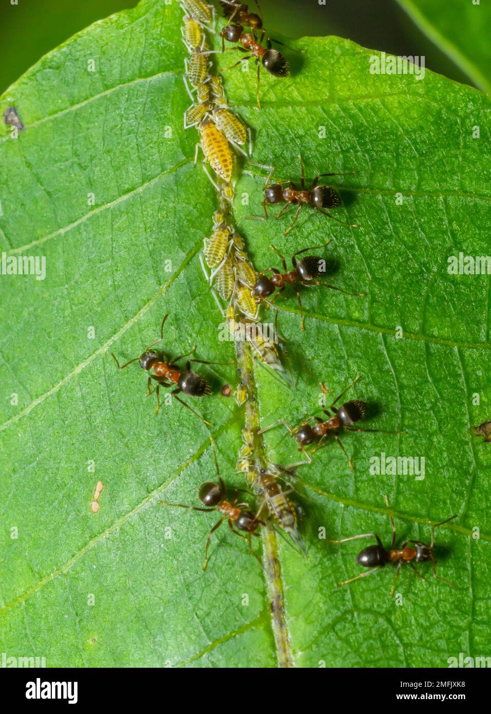 Les fourmis collectant le miellat des mouches vertes pucerons sur une tige de plante. Banque D'Images