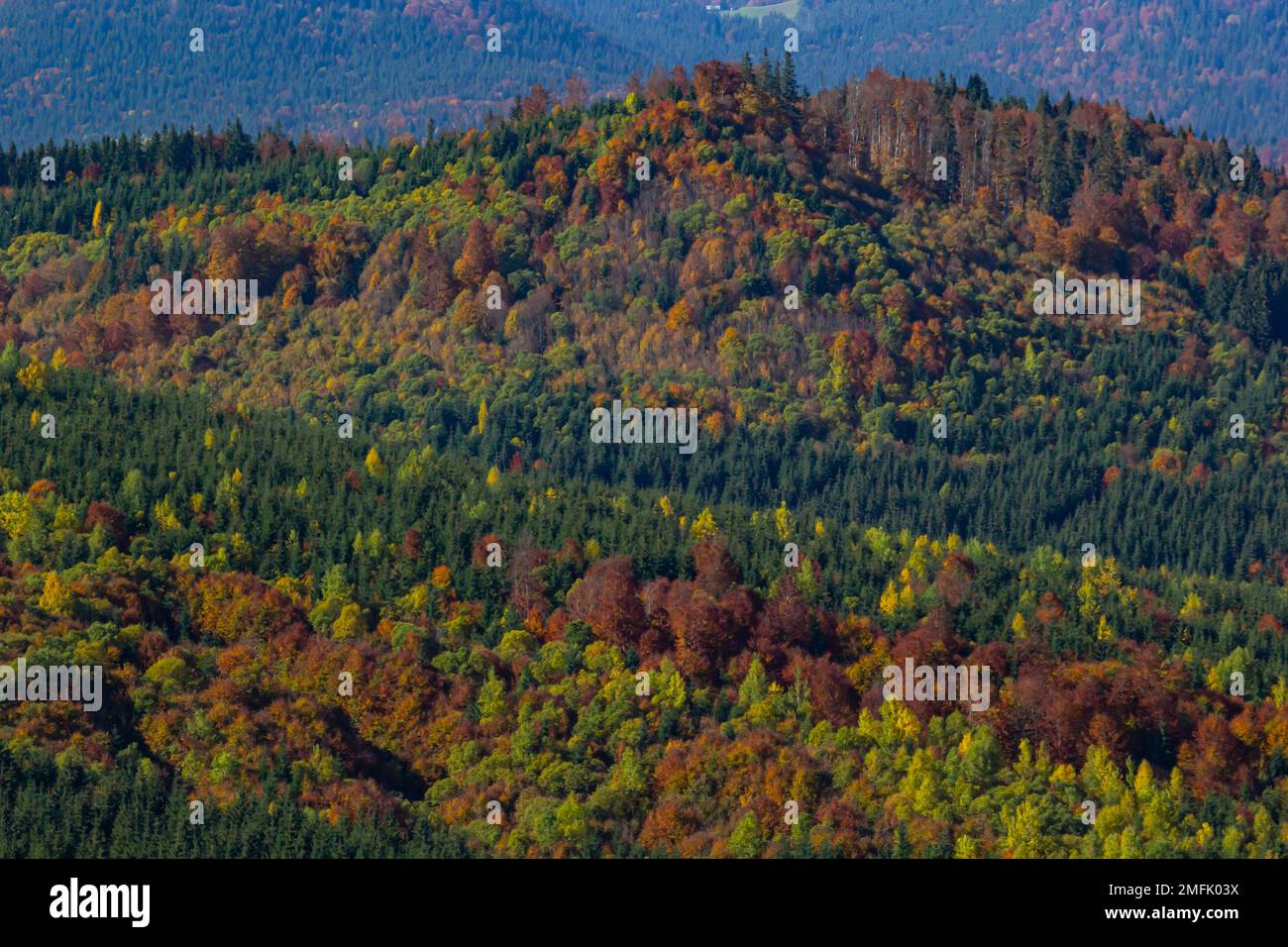 Beau paysage avec prairie rurale dans les montagnes Carpates, Ukraine. Banque D'Images