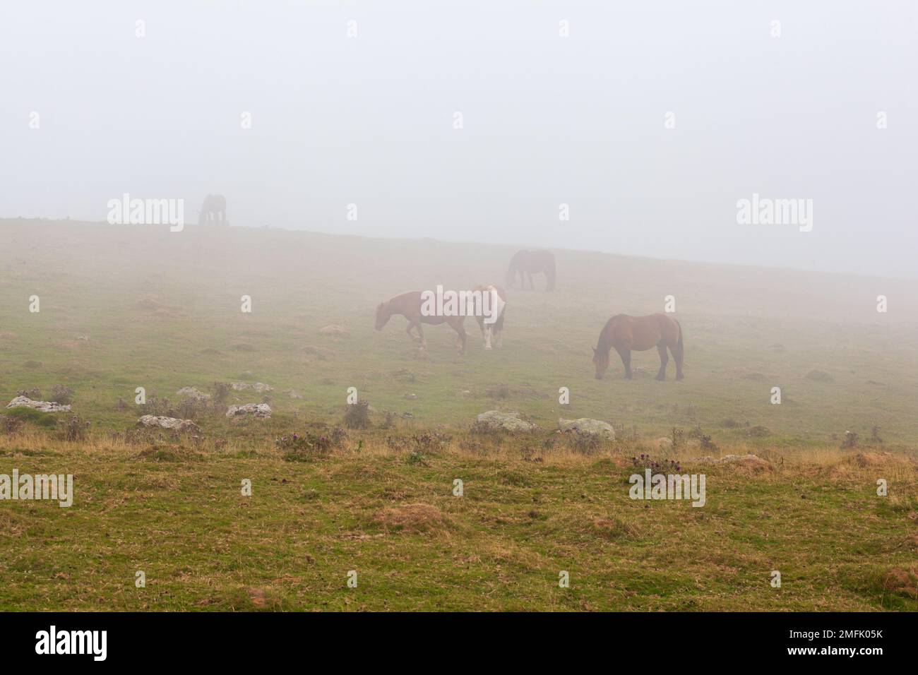 Chevaux paître dans un champ brumeux pendant un lever de soleil le long du chemin de saint-Jacques dans les Pyrénées françaises Banque D'Images