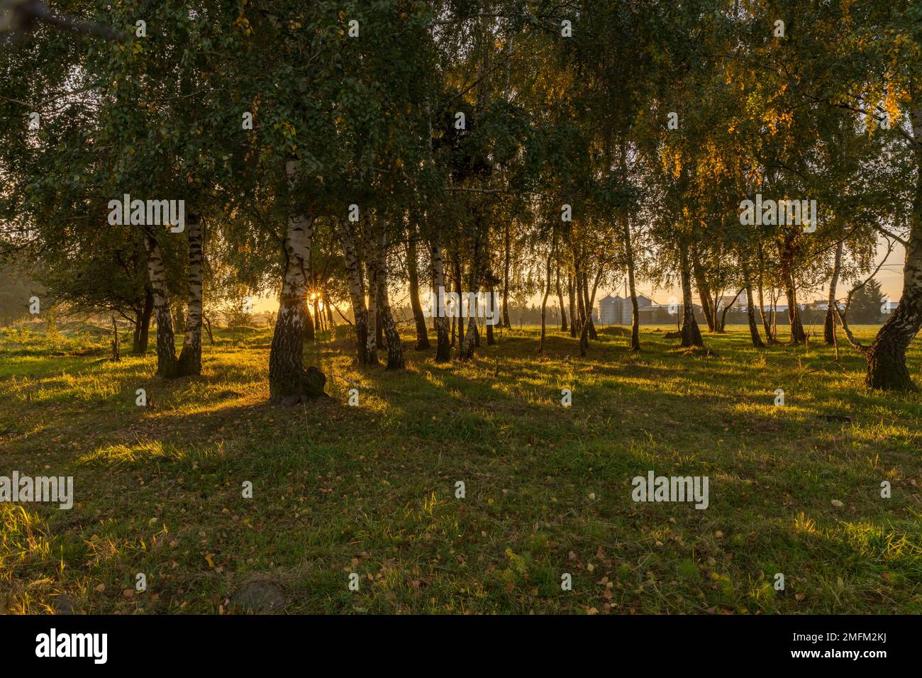 Couronnes d'arbres jaunes illuminées par le soleil du matin. Banque D'Images