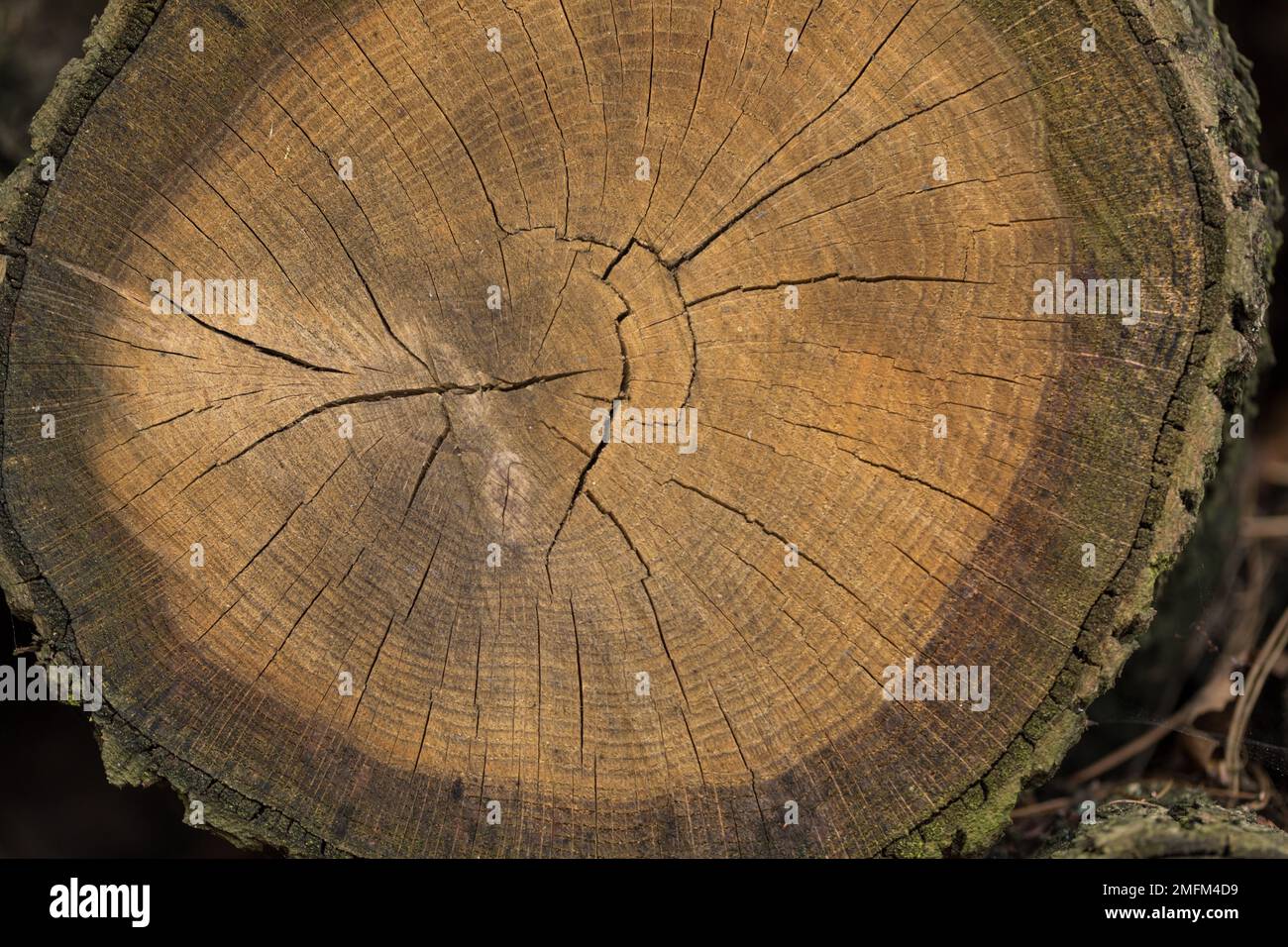 Coupe transversale d'un tronc d'arbre fraîchement coupé, gros plan. Banque D'Images