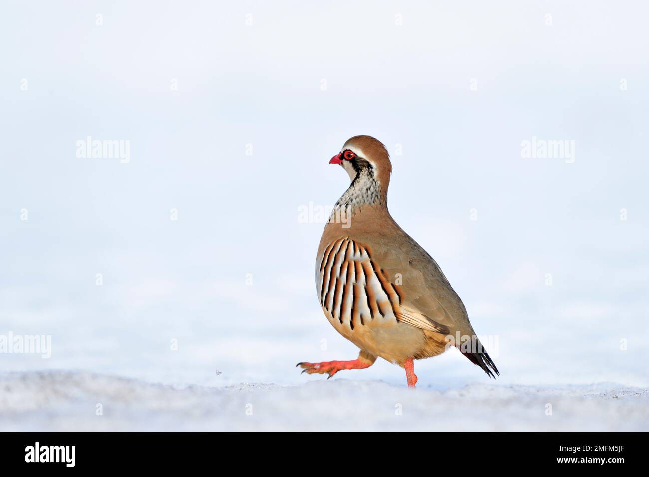 Partridge à pattes rouges (Alectoris rufa), oiseau mâle marchant sur la neige, Berwickshire, Scottish Borders, Écosse, janvier 2010 Banque D'Images Partridge à pattes rouges (Alectoris rufa), oiseau mâle marchant sur la neige, Berwickshire, Scottish Borders, Écosse, janvier 2010 Banque D'Images