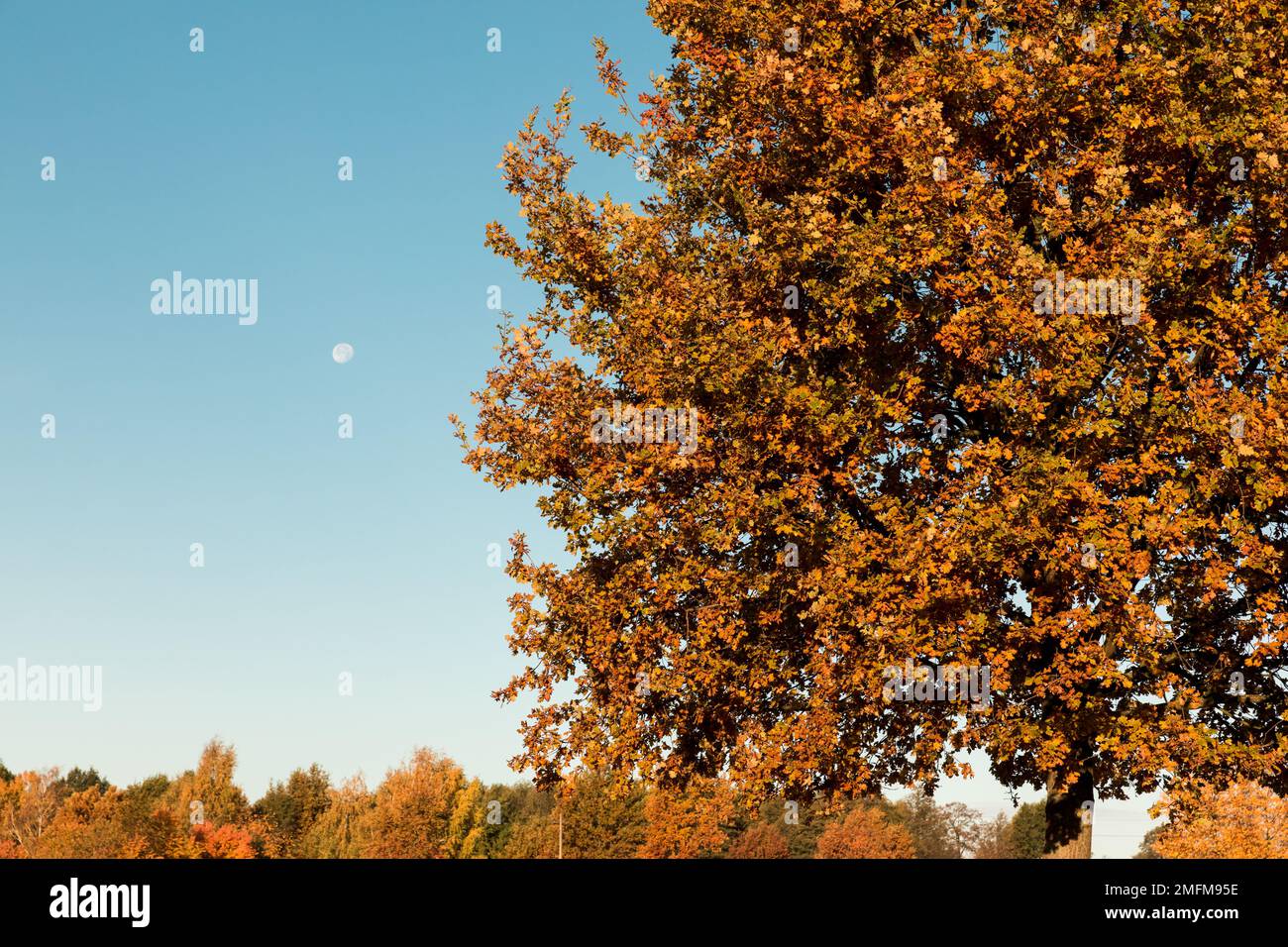 Couronnes d'arbres jaunes illuminées par le soleil du matin. Paysage d'automne. Banque D'Images