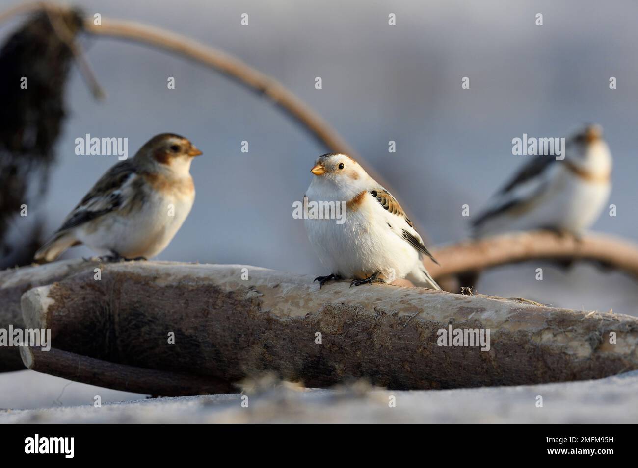 Enbouchage des neiges (Plectrophenax nivalis) oiseaux migrateurs hivernant perchés sur du bois flotté sur la plage, Northumberland, Angleterre, mars 2021 Banque D'Images