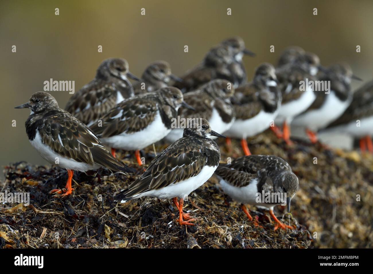 Turnstone (interprétation d'Arenaria) troupeau d'oiseaux qui rôdent à marée cachée sur le monticule d'algues qui se jette au-dessus de la tideline cachette, Northumberland, Angleterre, mars Banque D'Images