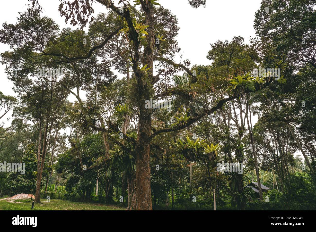 Les arbres de la forêt pluviale avec Asplenium nidus, ou oiseau Nest — free download