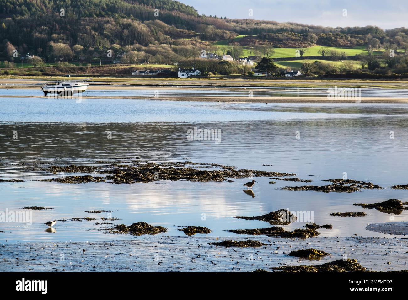 Les oiseaux à gué de la berge (Tringa nebaria) et du Courlis (Numenius arquata) se nourrissent sur le rivage avant la marée entrante dans Red Wharf Bay Anglesey Wales, au Royaume-Uni Banque D'Images