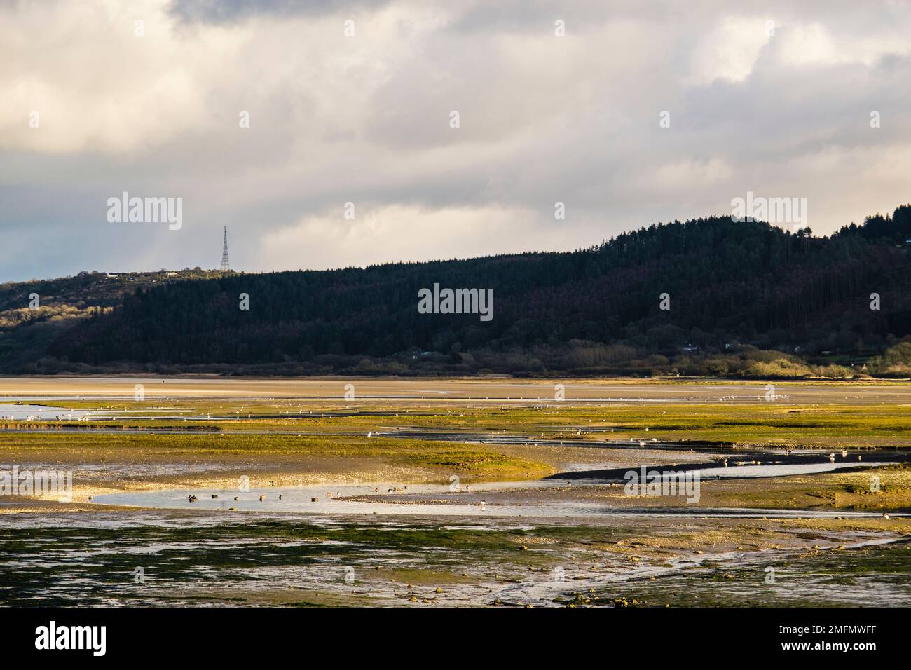 Les canards et les oiseaux à gué se nourrissent dans le marais saltmarsh marécageux à mesure que la marée arrive dans la baie de Red Wharf (Traeth Coch), Benllech, île d'Anglesey (Ynys mon), au pays de Galles, au Royaume-Uni Banque D'Images