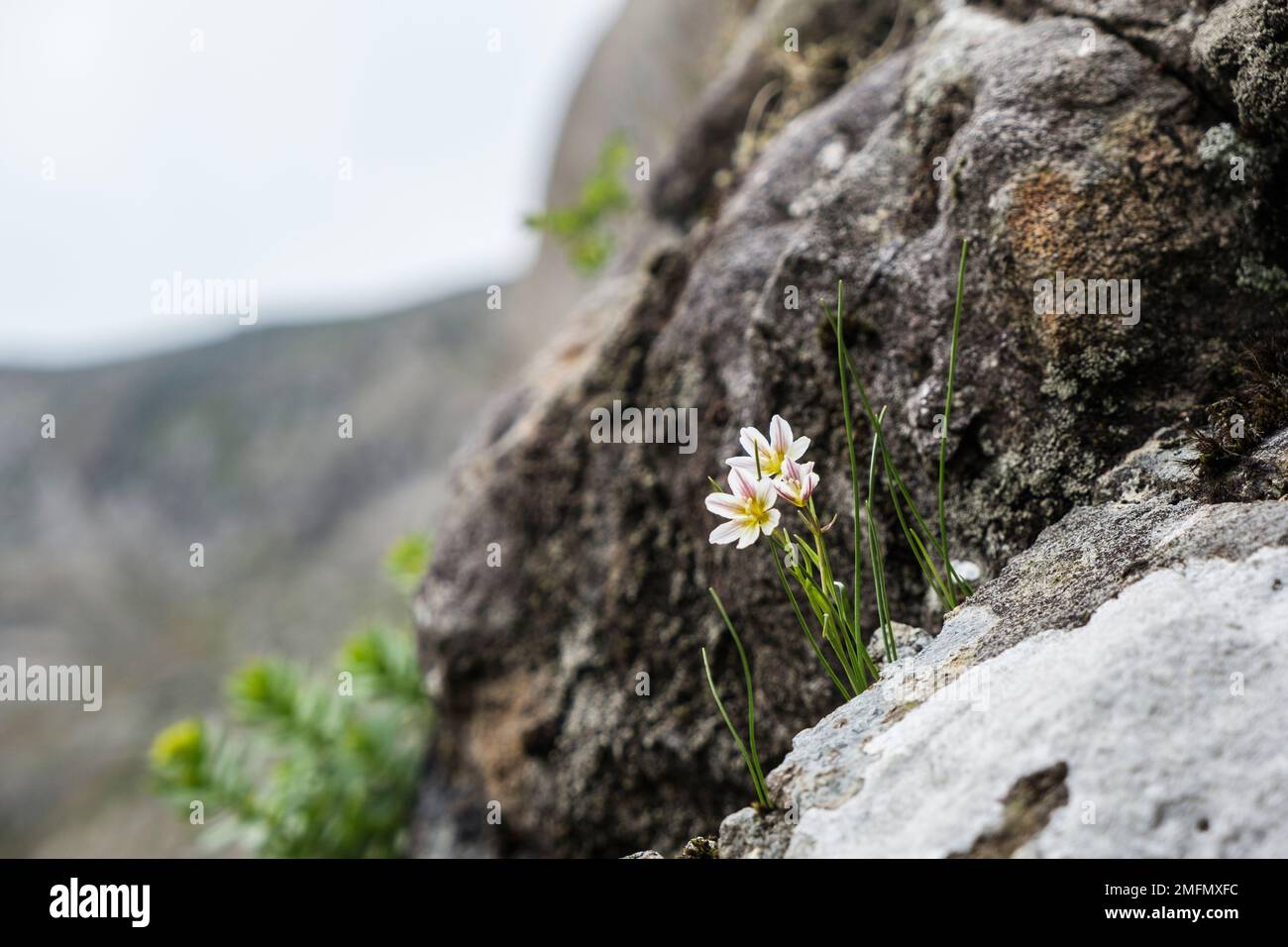 Les fleurs du nénuphars (Gagea serotina ou Lloydia serotina) fleurissent sur les rochers des pentes du mont Snowdon, dans les montagnes du parc national de Snowdonia Banque D'Images