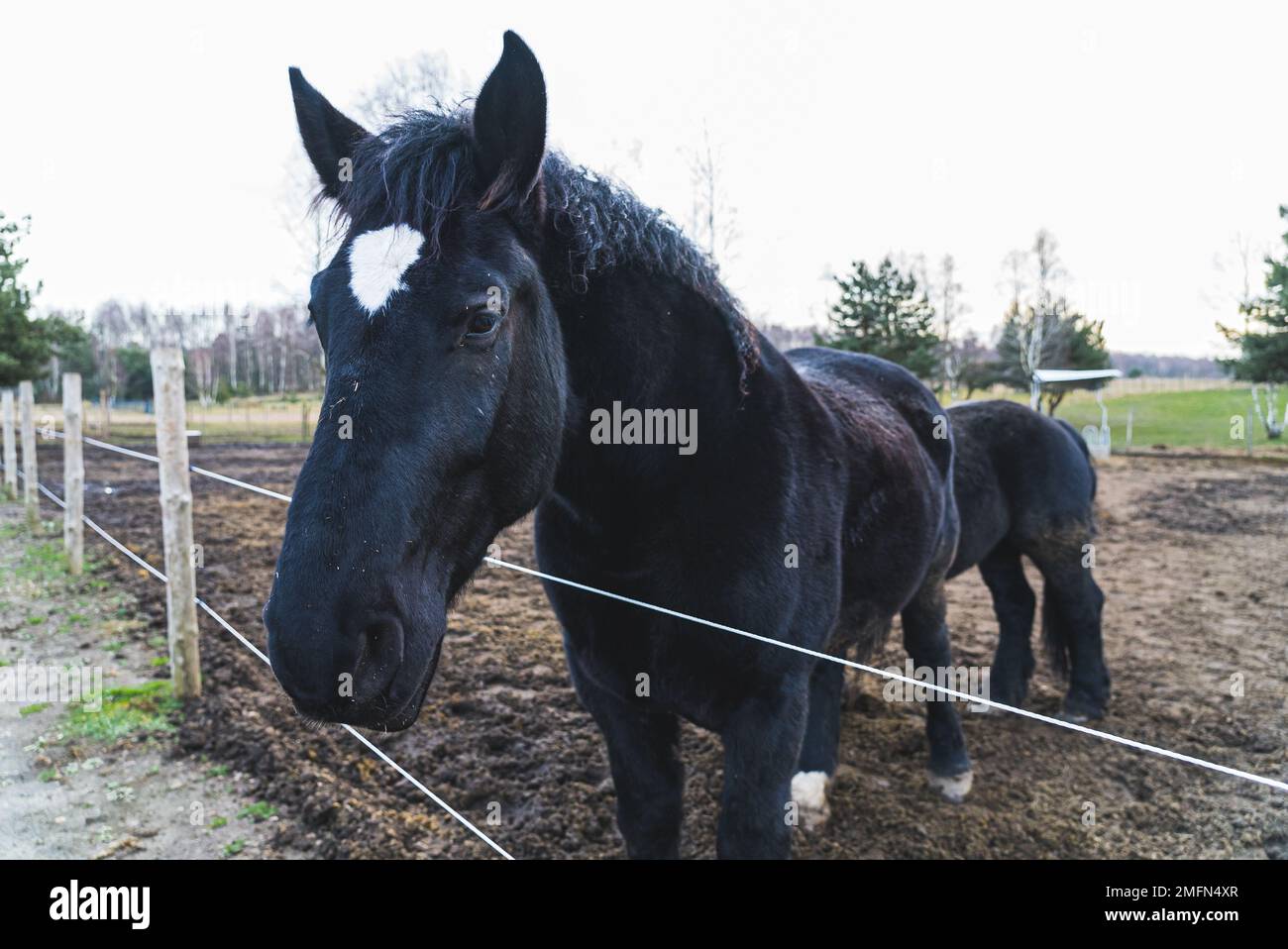Cheval de Frise après un moment un autre cheval noir émerge de derrière son dos. Photo de haute qualité Banque D'Images