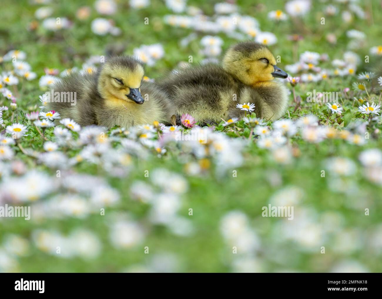 Deux canetons de Pâques dormant dans une prairie d'herbe avec des fleurs de Marguerite blanche au printemps Banque D'Images