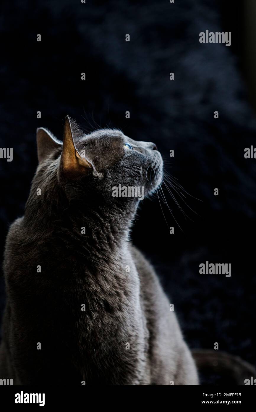 Chat éclairé sur fond noir. Silhouette de chat dans la chambre. Chat élégant et glamour. Profil de chat éclairé. Banque D'Images