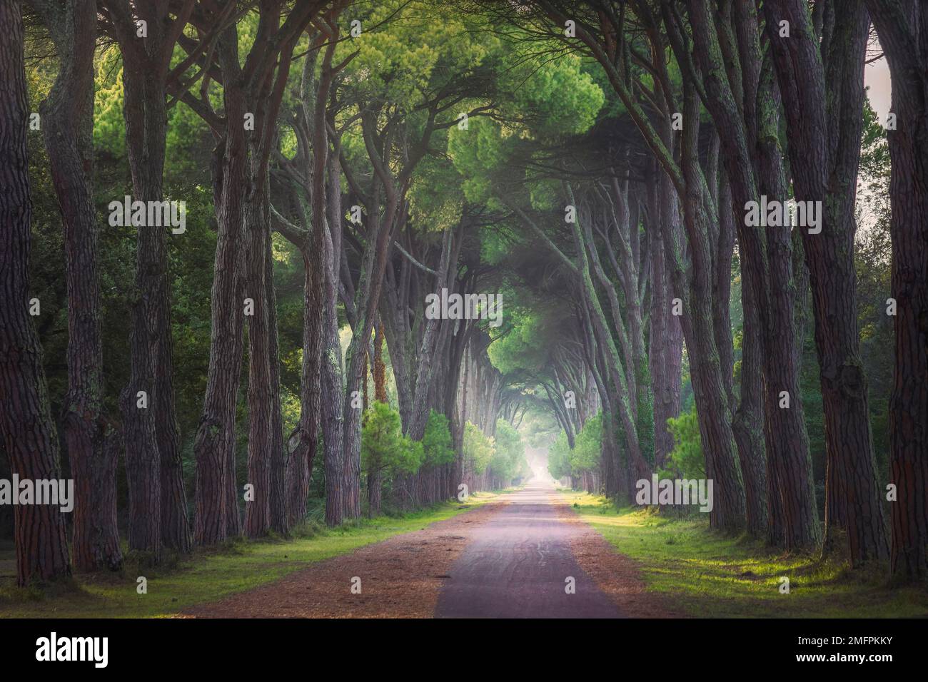 Parc San Rossore et Migliariino, sentier dans une forêt de pins de pierre ou de pinède. Pise, Toscane, Italie, Europe Banque D'Images