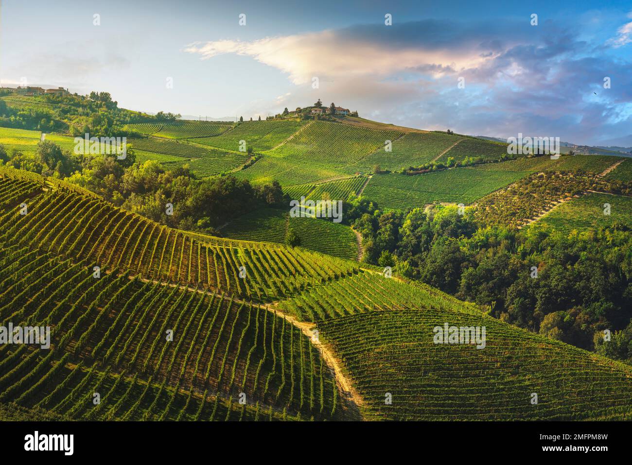 Vignobles sur les collines de Langhe le matin, site classé au patrimoine mondial de l'UNESCO, Treiso, Piémont, Italie du Nord, Europe. Banque D'Images