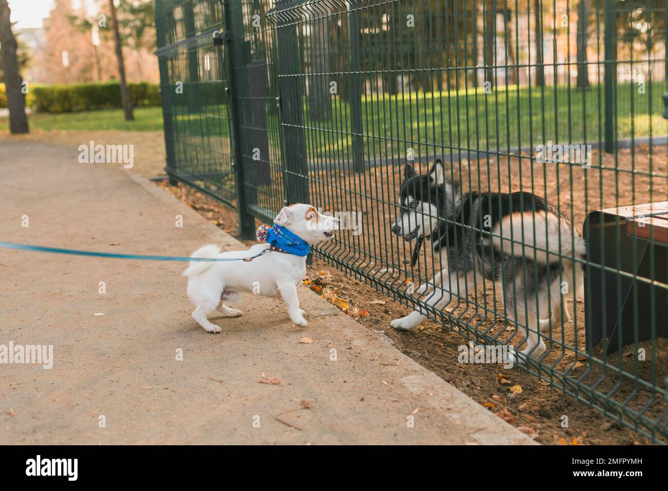 Jack Russell terrier et husky Funny jouant ensemble en plein air dans le terrain de jeu des chiens le jour ensoleillé du printemps Banque D'Images