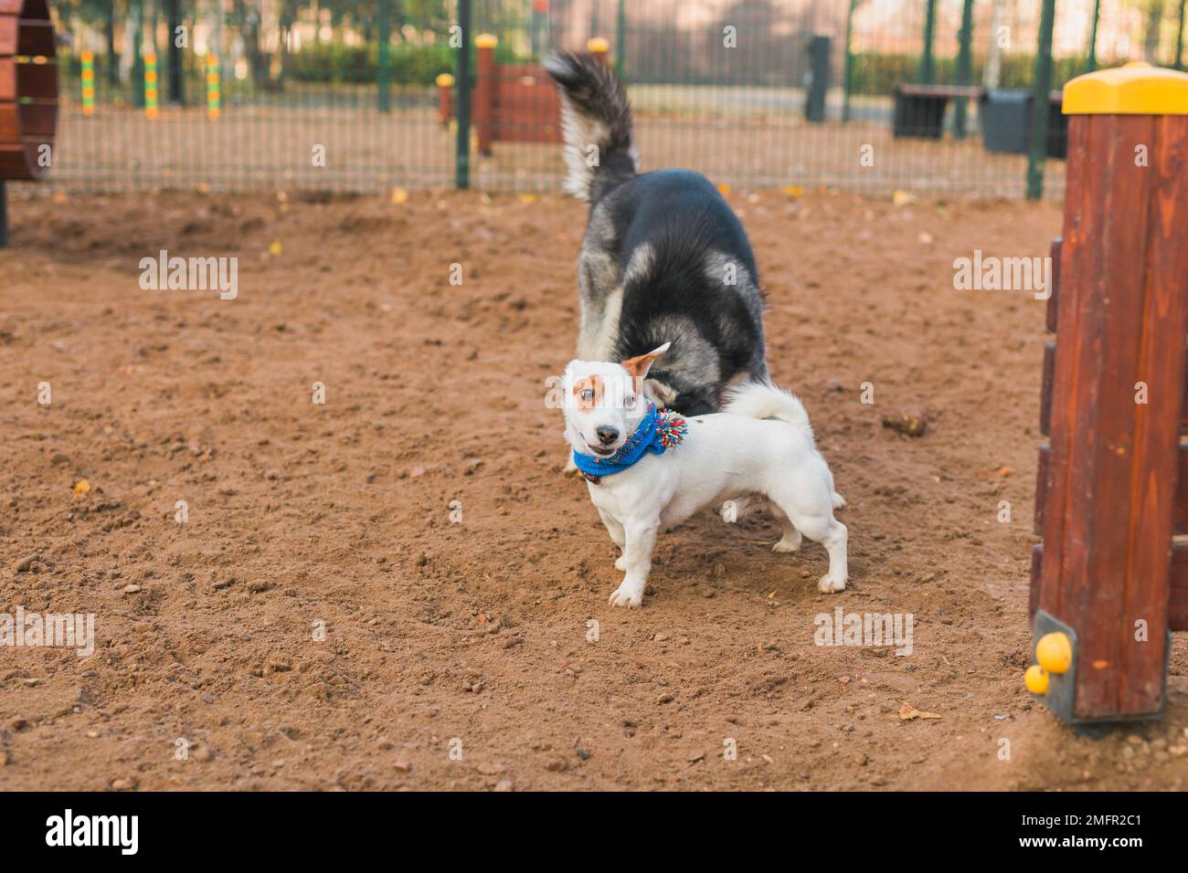 Jack Russell terrier et husky Funny jouant ensemble en plein air dans le terrain de jeu des chiens le jour ensoleillé du printemps Banque D'Images