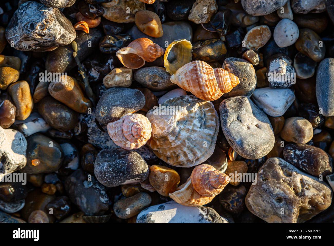 Vue sur les coquillages et les galets de la plage Banque D'Images