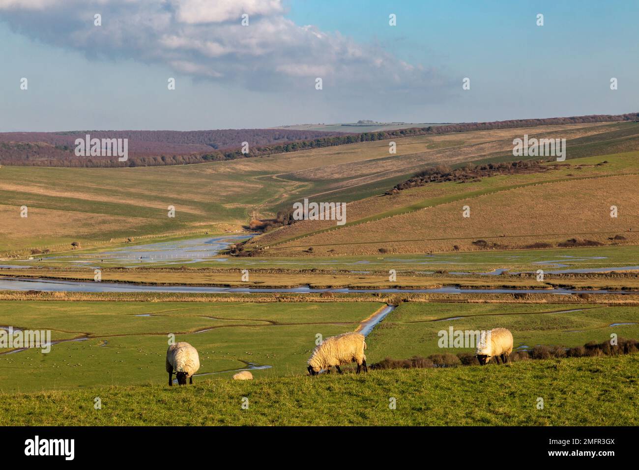 Moutons paissant sur une colline au-dessus de Cuckmere Haven pendant un jour d'hiver, avec des champs inondés en dessous après de fortes pluies Banque D'Images