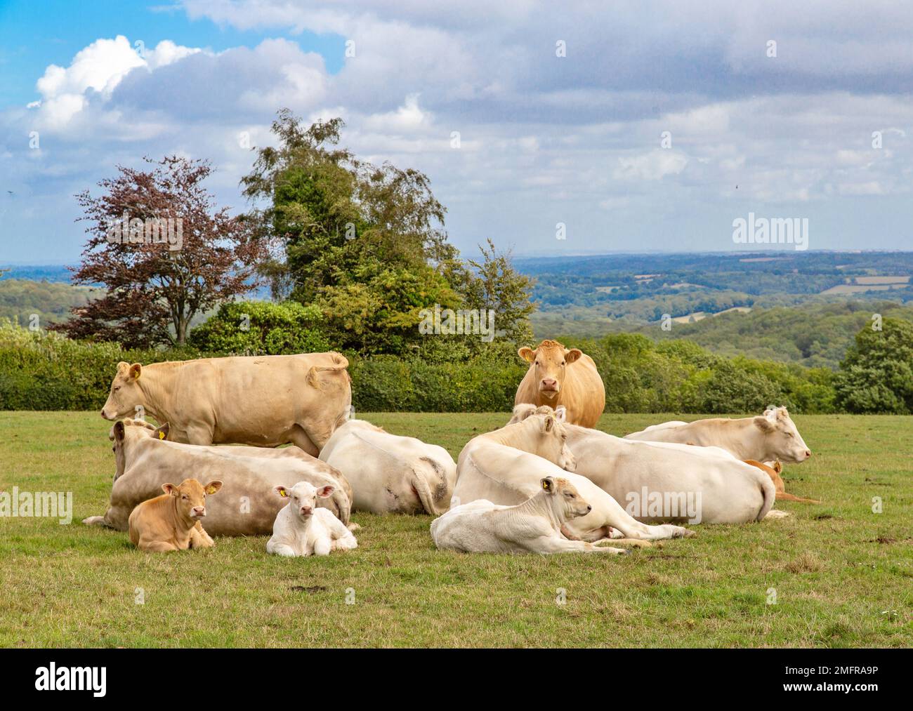 Un troupeau de vaches relaxantes dans un champ de fermiers, Sussex, Royaume-Uni Banque D'Images