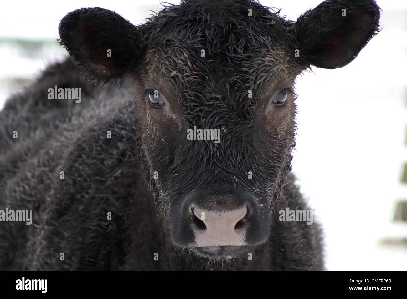À la ferme Banque D'Images