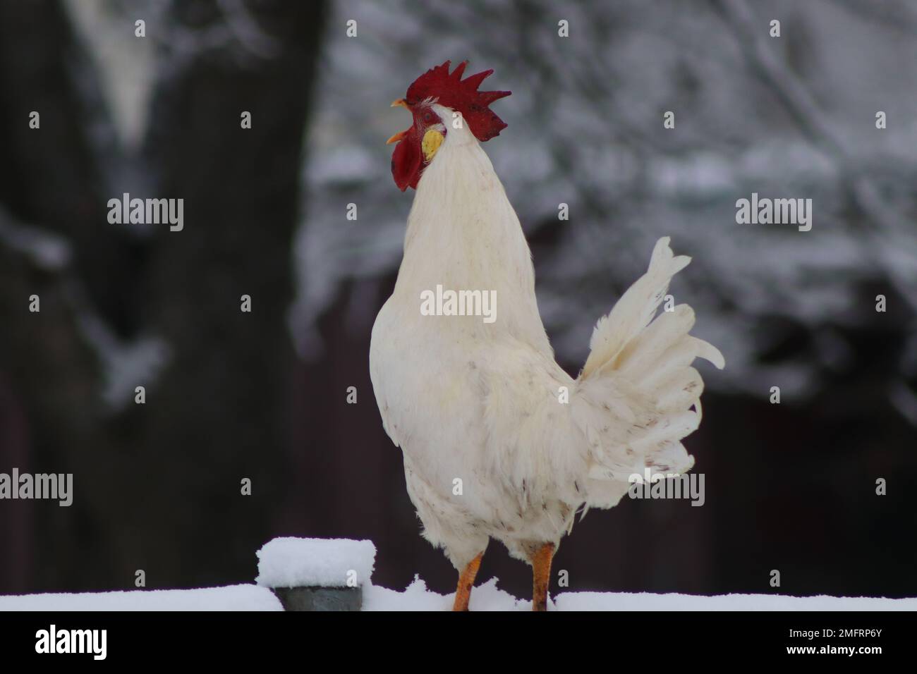 À la ferme Banque D'Images