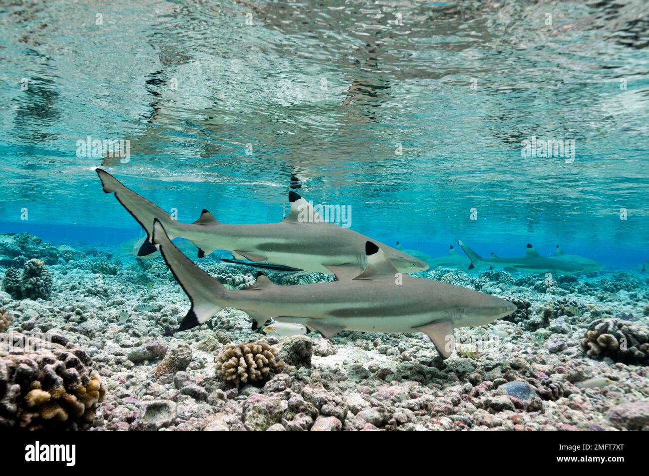 Requin de récif à pointe noire (Carcharhinus melanopterus) requins, en eaux peu profondes