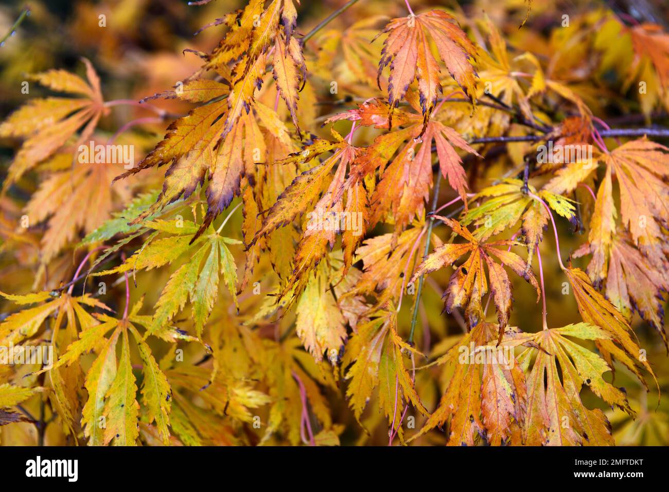 Orange jaune feuilles acer,jaune feuillage acer,automne,automnal,automne,couleur,couleurs,acer en automne,tiges rouges,couleurs automnales sur l'arbre acer,RM Floral Banque D'Images