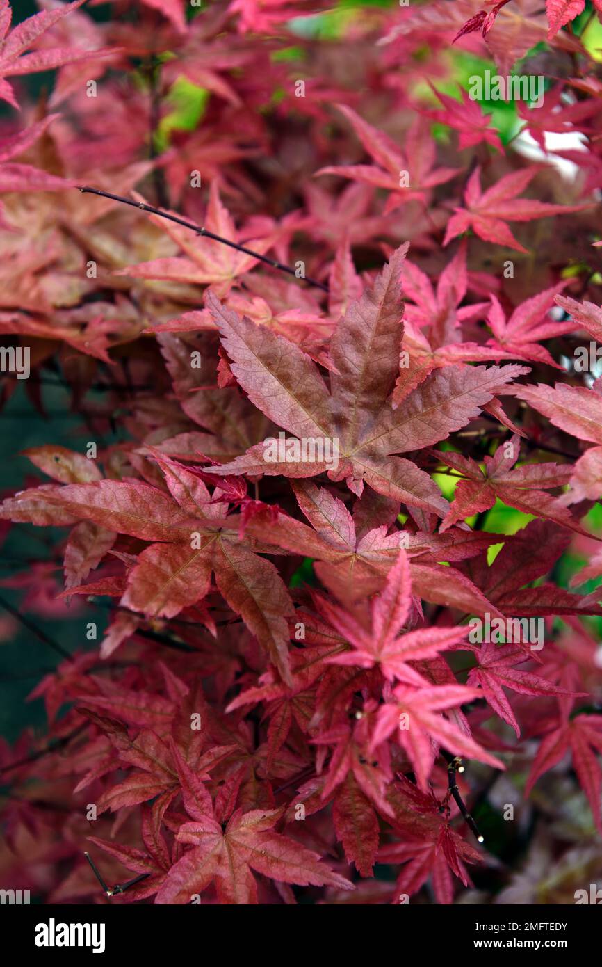 acer palmatum beni maiko,acers,acer au printemps,couleurs de printemps sur le feuillage acer,Acer printemps,feuilles orange rouge,feuillage orange rouge,printemps dans le jardin,RM Banque D'Images