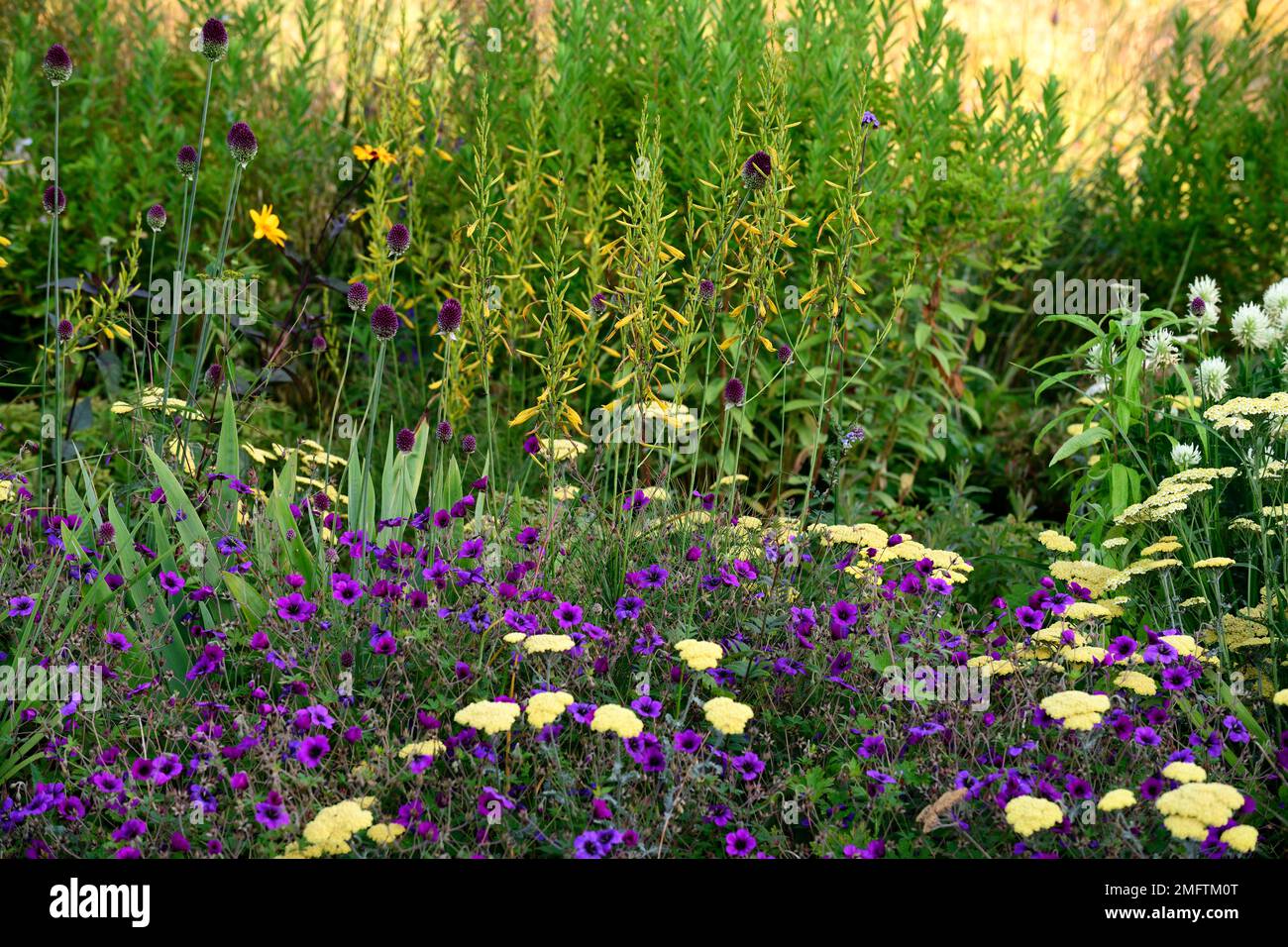 Asphodeline lutea,Allium sphaerocephalon,achillea,yarrow,Geranium Anne Thomson, Geranium procurens x Geranium psilostemon,jaune et violet magenta f Banque D'Images