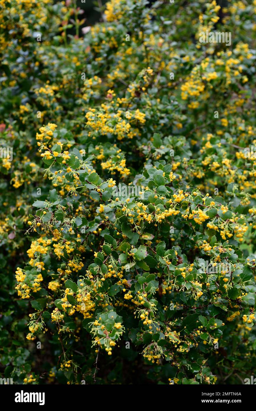 berberis chilensis,Berberis,Barberry,arbuste à feuilles vert foncé brillant,grappes de fleurs jaunes,floraison,printemps dans le jardin,RM floral Banque D'Images
