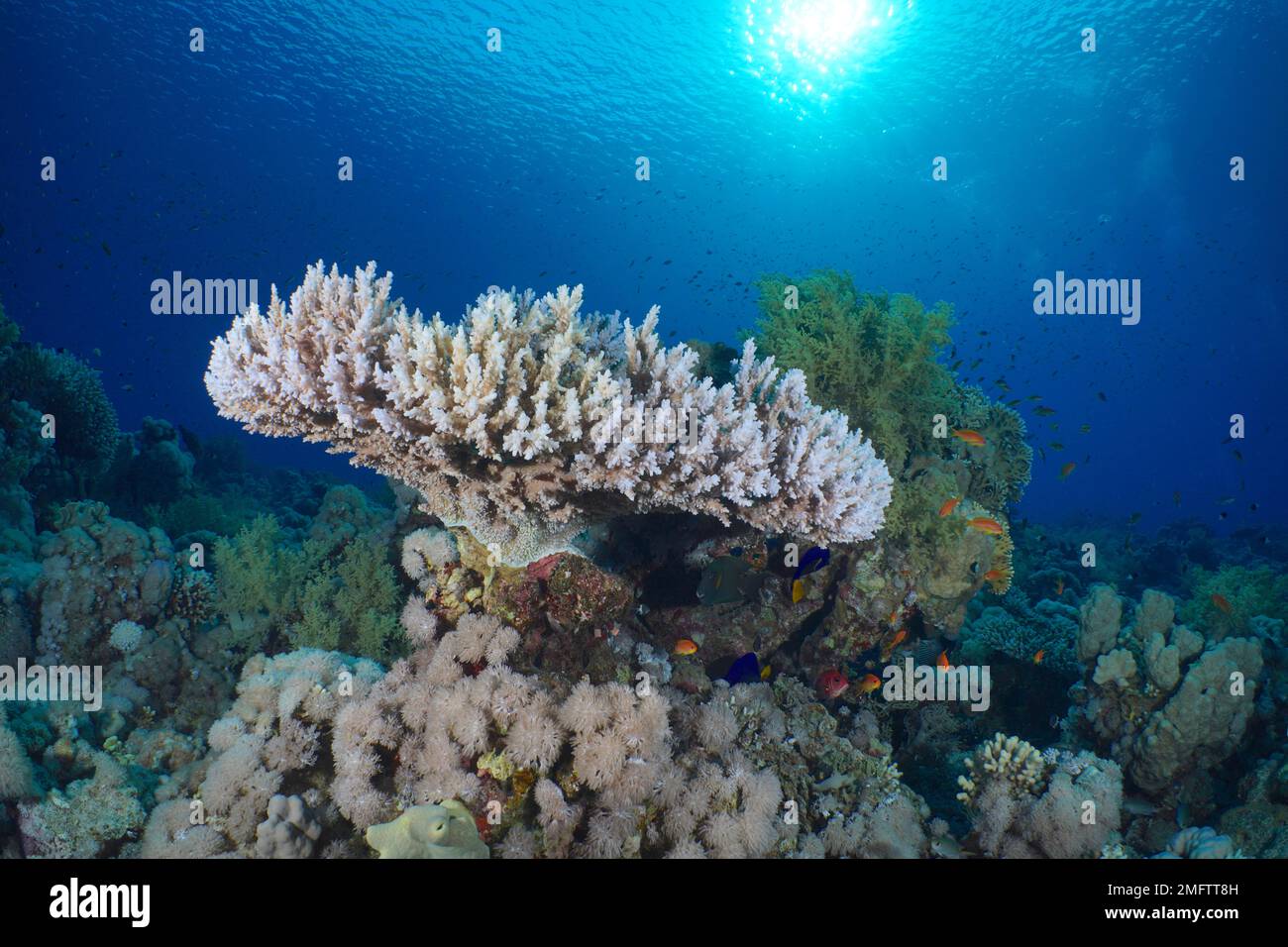 Le corail des pharaons (Acropora pharaonis) est en contre-jour. Site de plongée détroit de Tiran, Sinaï, Égypte, Mer Rouge Banque D'Images