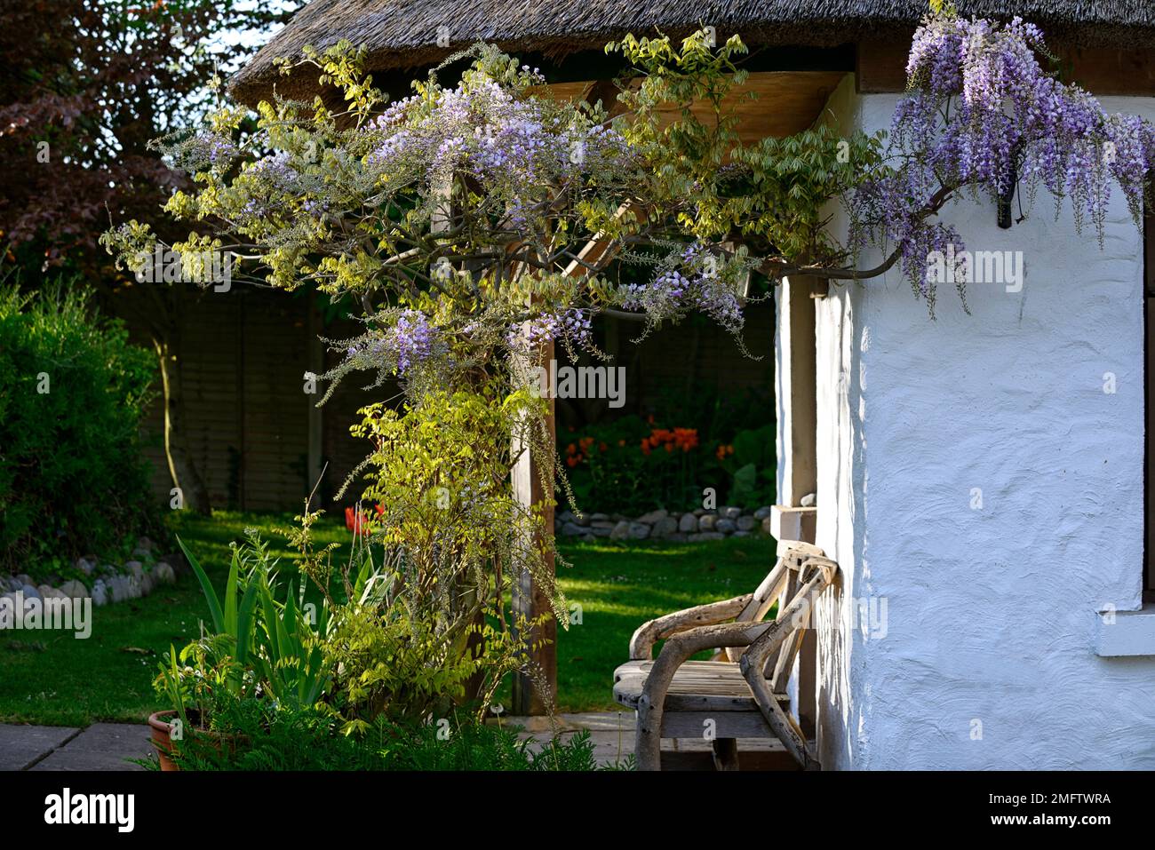 Wisteria sinensis,wisteria chinoise, fleurs violettes,fleur pourpre,fleurs,racéme pourpre,ratons laveurs,couverture, maison de recouvrement extérieur,mur de la maison de recouvrement,caractéristique,d Banque D'Images