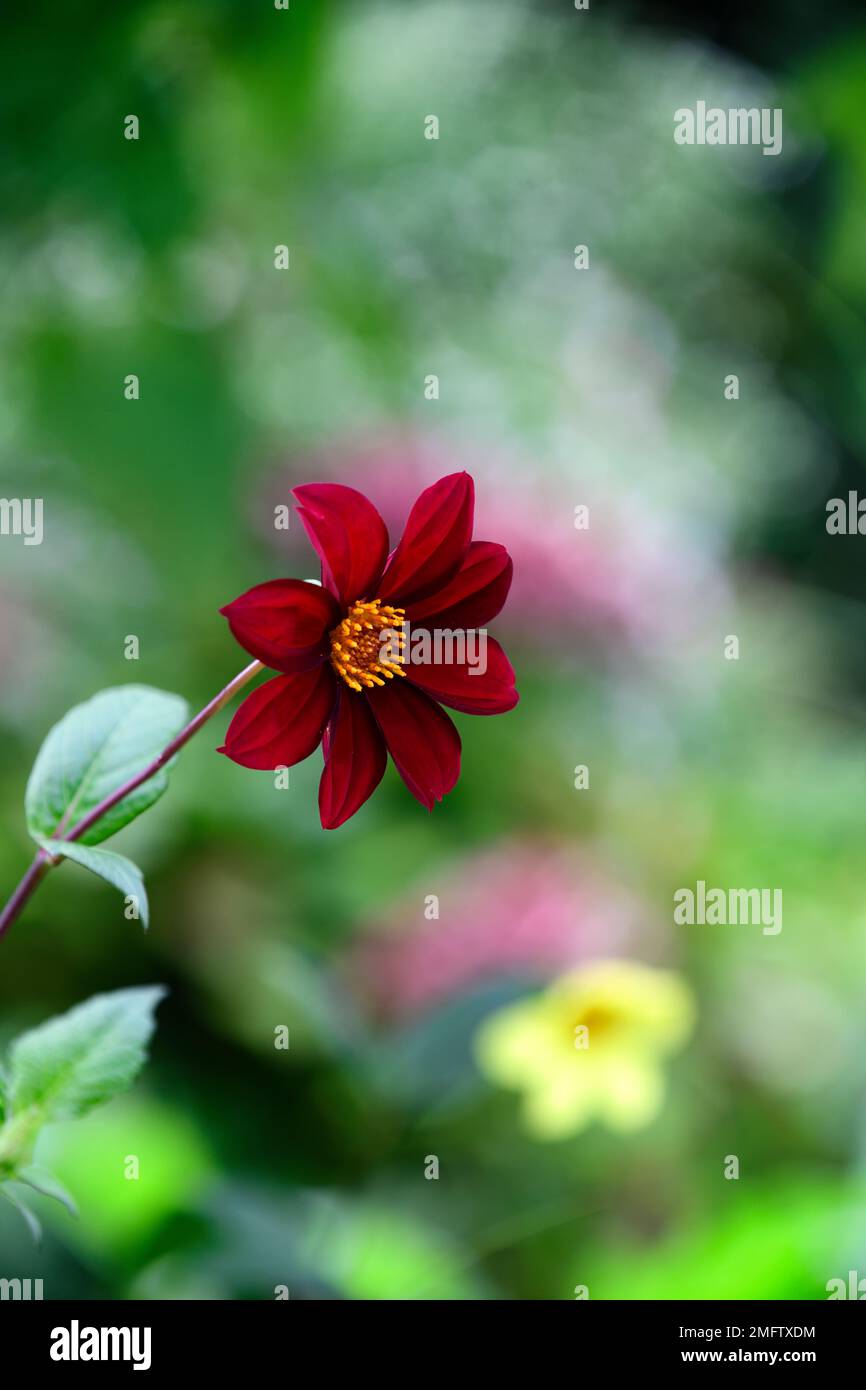 Dahlia semis,fleurs rouges,dahlia à fleurs rouges,lit,bordure,dahlia à fleurs rouges,RM Floral Banque D'Images