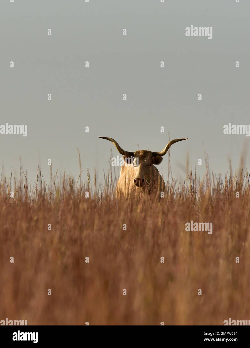 Bétail de race texas longhorn, réserve naturelle de Wichita Mountains, Oklahoma Banque D'Images