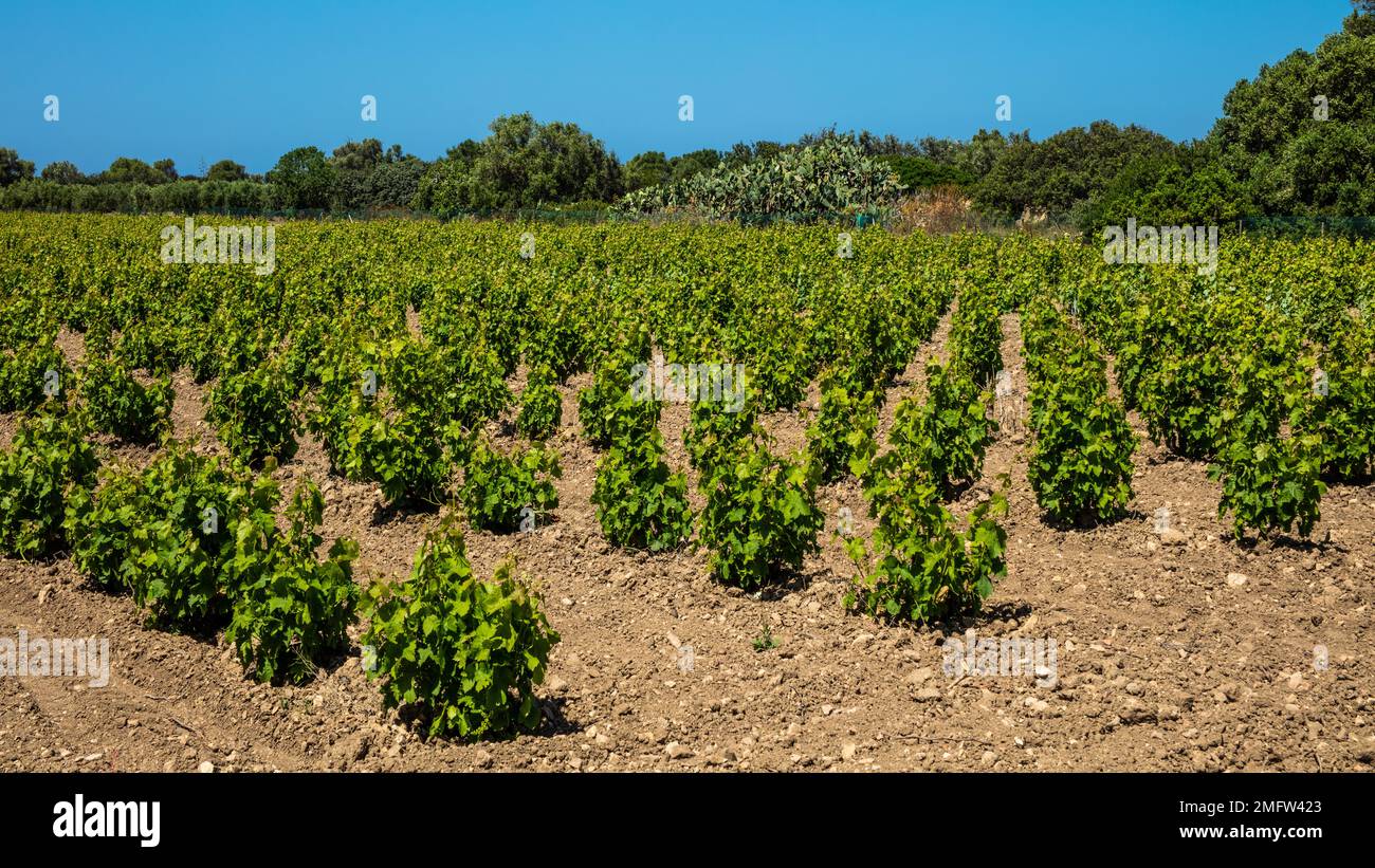 Vignoble, île phénicienne de Mozia, avant-poste pour marchands et marins, 12th siècle avant Jésus-Christ, Sicile, Moiza, Sicile, Italie Banque D'Images