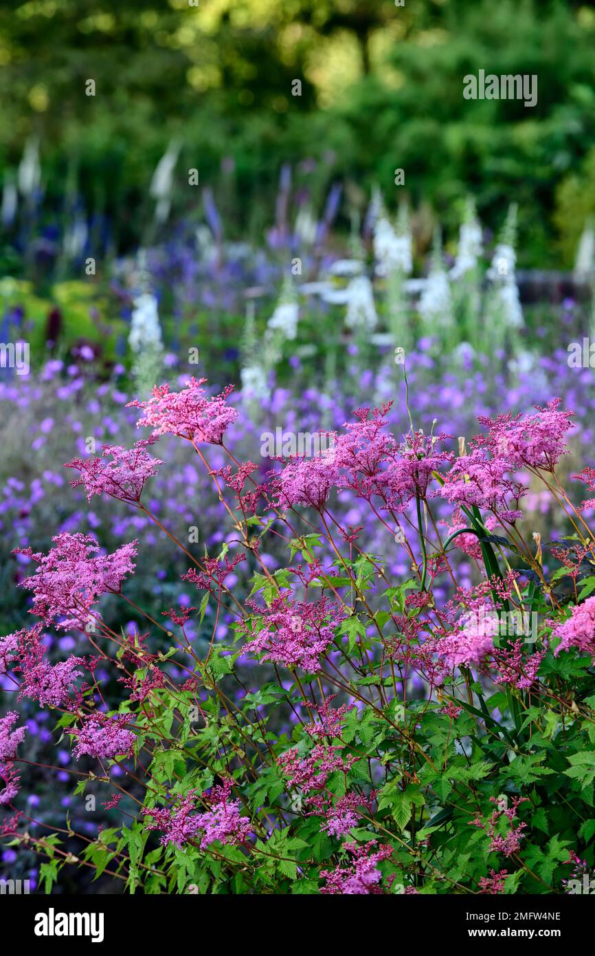 Filipendula rubra,Chamaenerion angustifolium album,White Fireweed,White-flowed rosebay willowherb,Geranium pulchrum,mixte bordure,mixte plante sche Banque D'Images