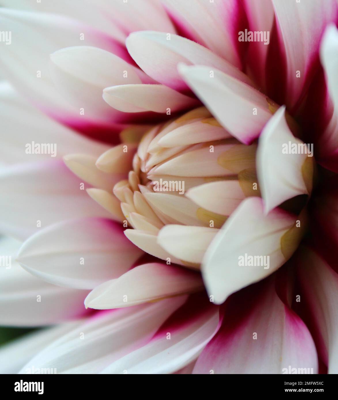 Fleur de Dahlia, détail (Dahlias) Banque D'Images