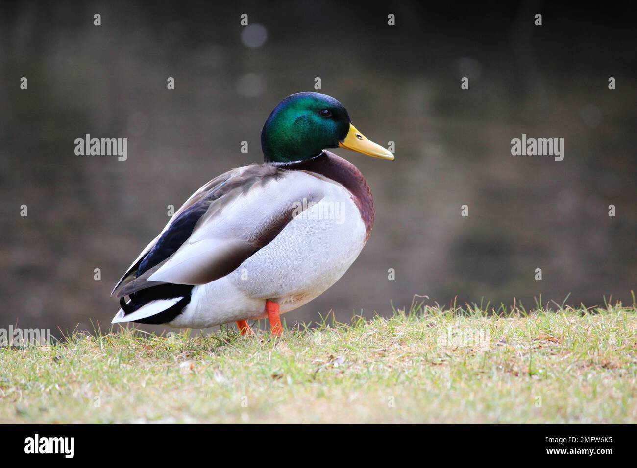 Oiseau de canard (Anatidae) Banque D'Images