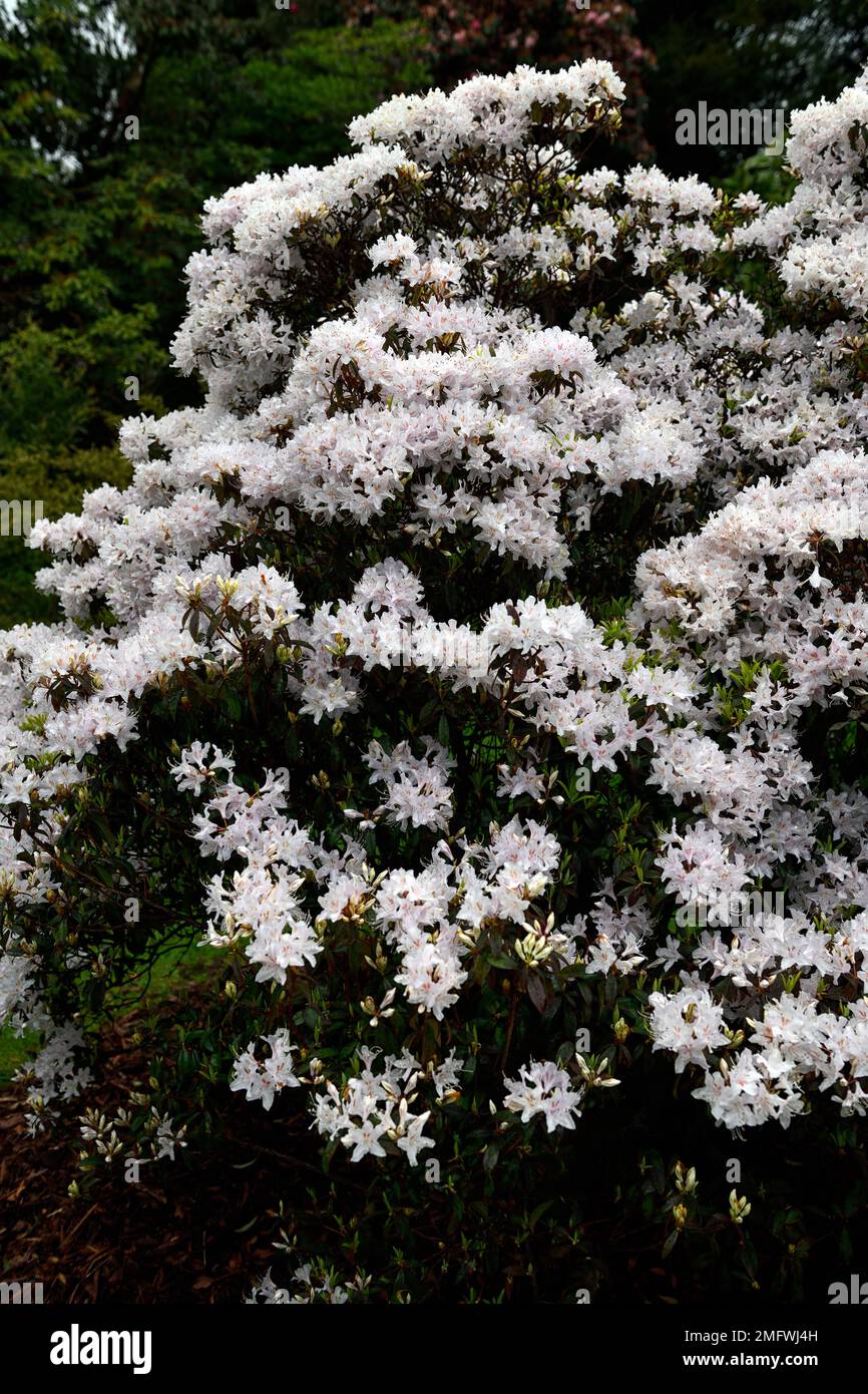 Rhododendron pléistanthum,Rhododendron yunnanense mal appliqué,fleurs blanches,floraison,fleur abondante,recouverte de fleurs blanches,RM Floral Banque D'Images
