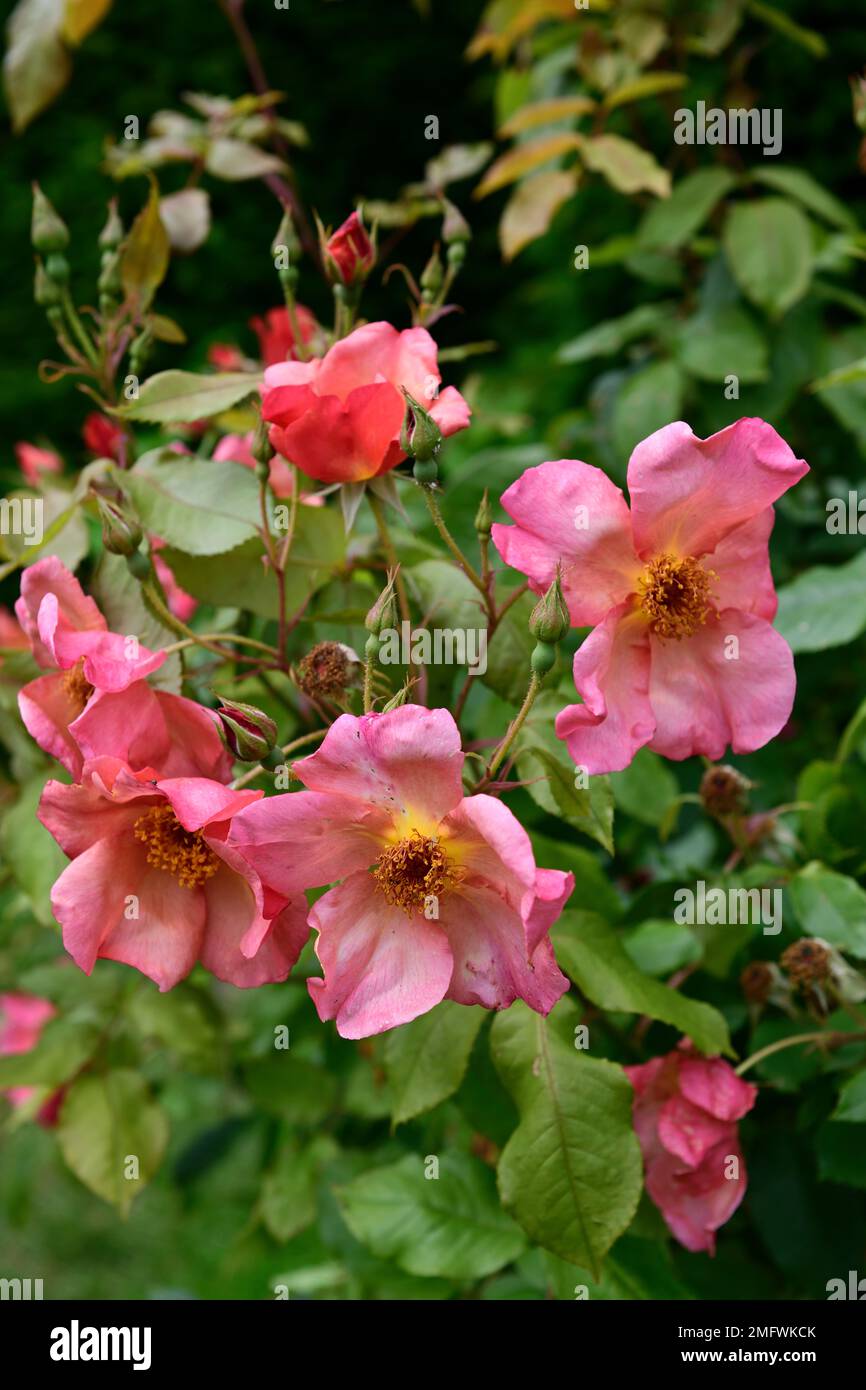 Rosa Morning Mist, Rose Morning Mist, David Austin rose, roses, arbuste anglais rose, grandes fleurs rose corail, rose corail rose fleur, RM floral Banque D'Images