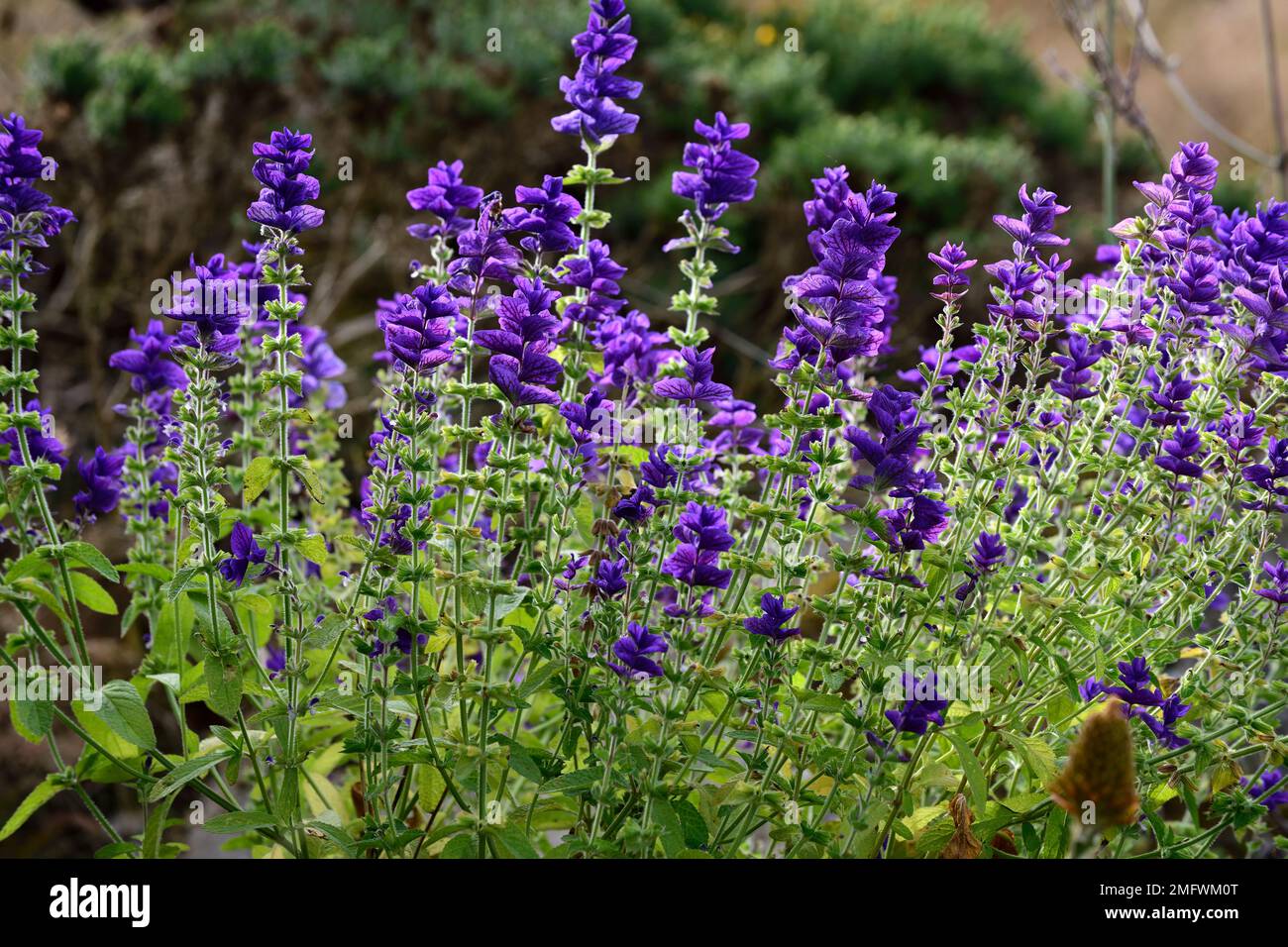 Salvia viridis Bleu,sauge myrelle annuelle,grandes bractées violet-bleu,grandes fleurs violet-bleu,floraison,annuals,salvias annuelles,RM Floral Banque D'Images
